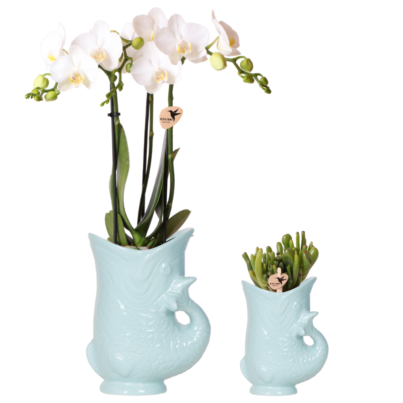 Orchidee colibrì | Set di piante Pesce Turchese | Set con orchidea Phalaenopsis bianca Amabilis Ø9cm e pianta verde Succulente Crassula Hobbit Ø6cm | incl. vasi decorativi in ceramica turchese