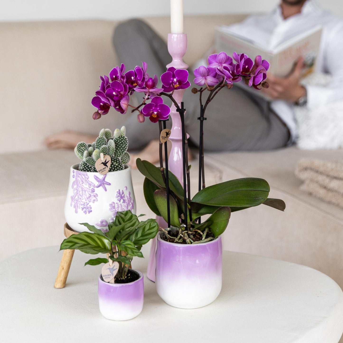 Kolibri Orchids | Orchidea phalaenopsis viola in vaso Ø9cm | Morelia | pianta da appartamento fiorita - fresca dal coltivatore