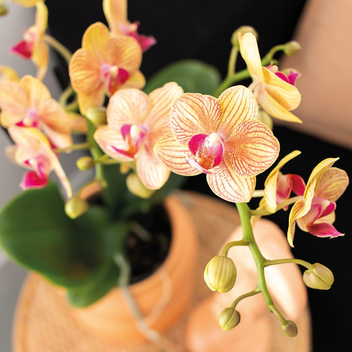 Orchidee colibrì | Set regalo Ottimismo piccola pesca | Pianta verde con orchidea Phalaenopsis arancione in vasi decorativi di caramelle su vassoio organico bianco