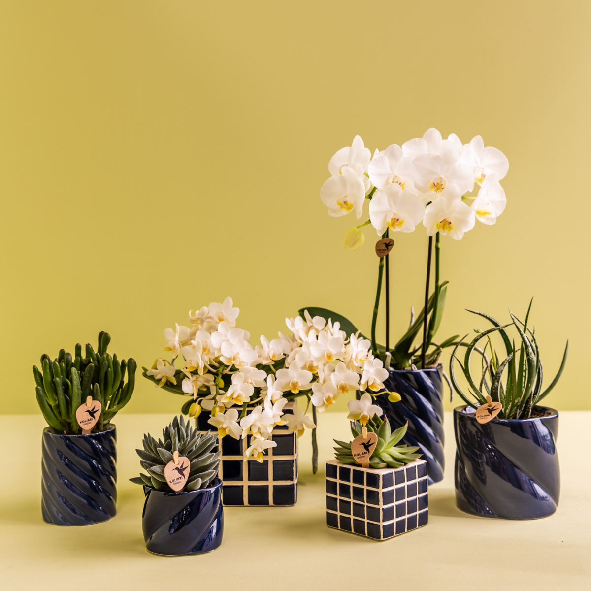 Orchidee colibrì | Set di orchidea bianca Amabilis e succulenta in vasi decorativi Candy blu - dimensioni vaso Ø9 cm e Ø6 cm | pianta d'appartamento in fiore - fresca dal coltivatore