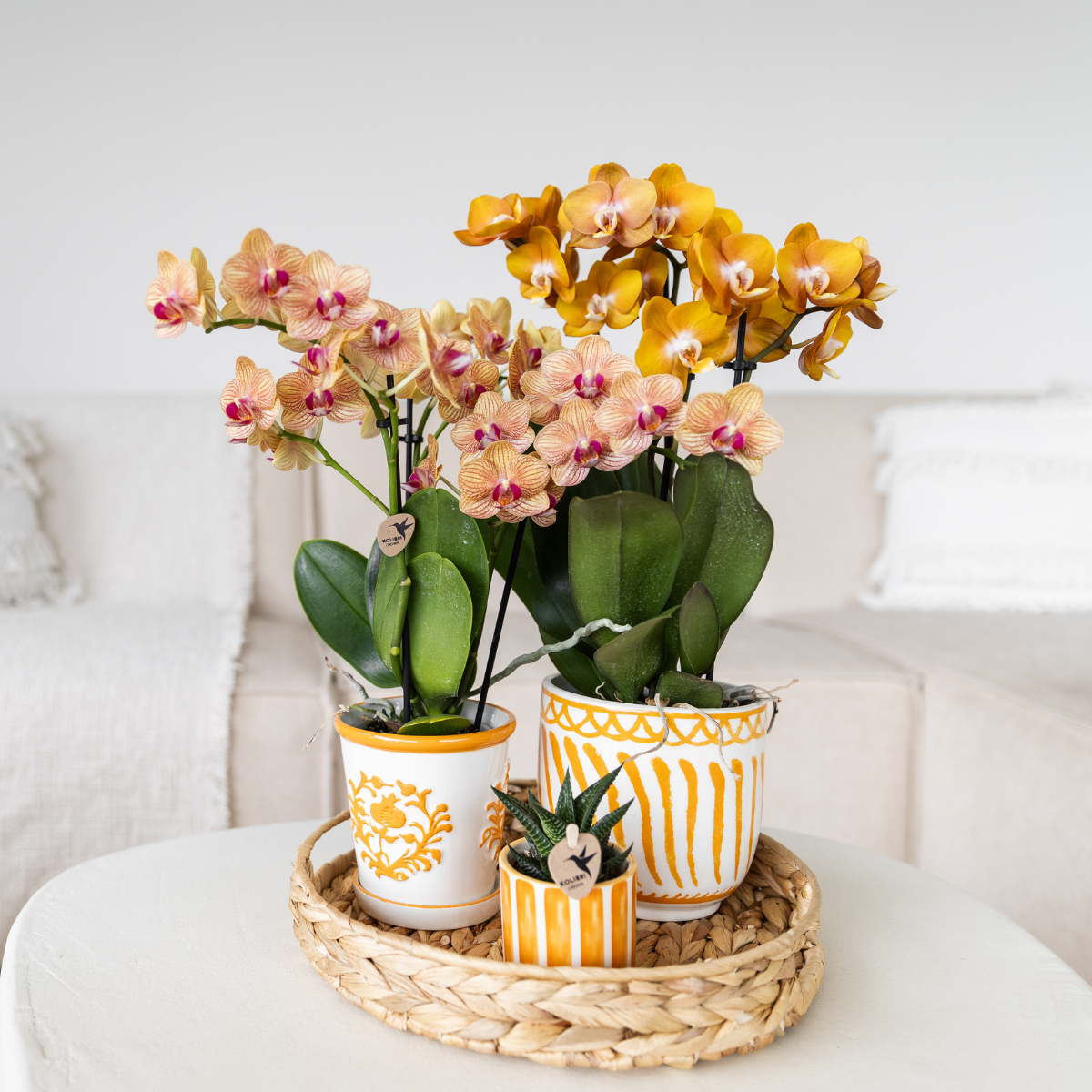 Kolibri Orchids | Orchidea Phalaenopsis arancione, dimensioni vaso Ø9cm | Giamaica | pianta da appartamento fiorita - fresca dal coltivatore