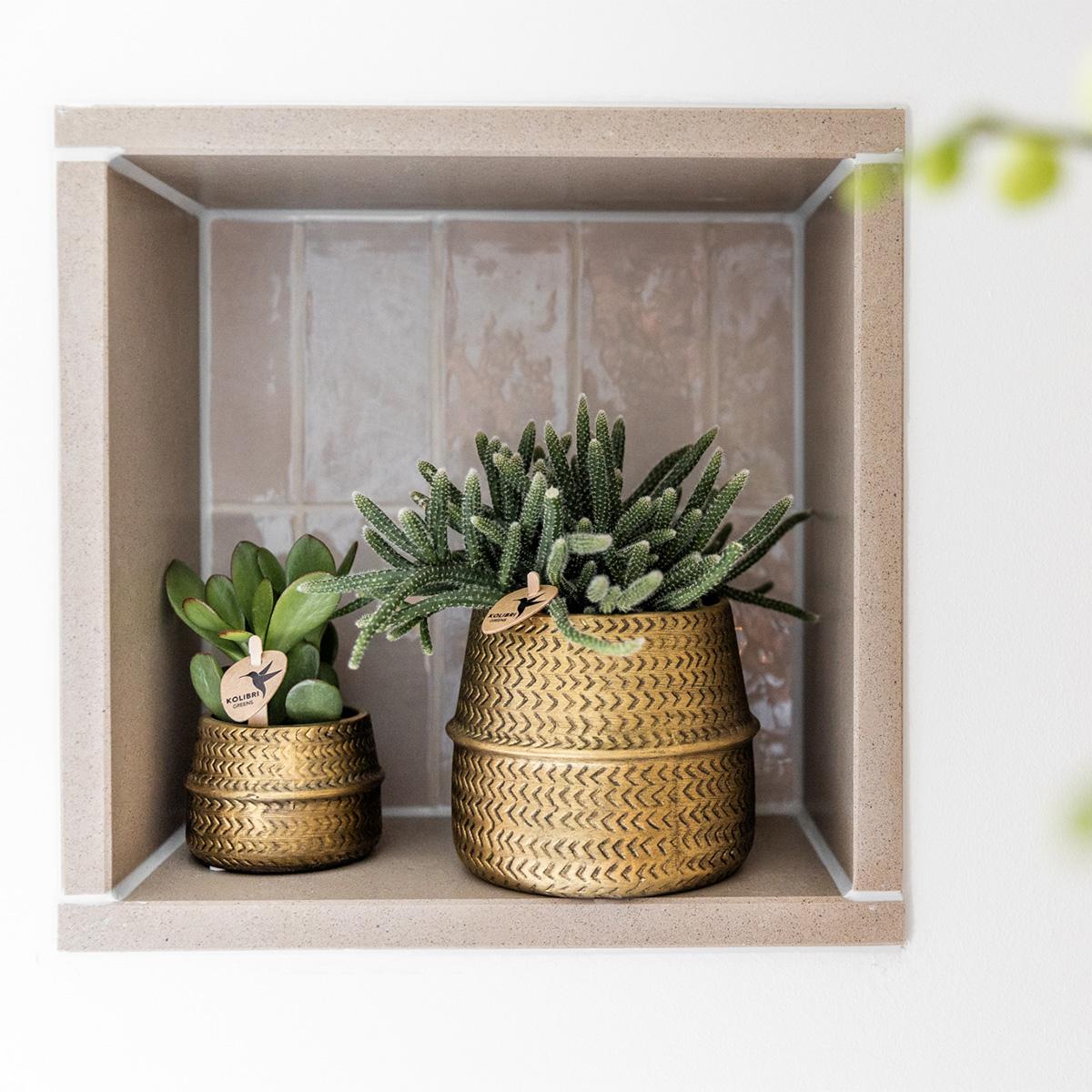 Hummingbird Greens | Set di piante - con mix di 3 piante grasse - inclusi vasi decorativi in ceramica | dimensioni del vaso Ø9cm