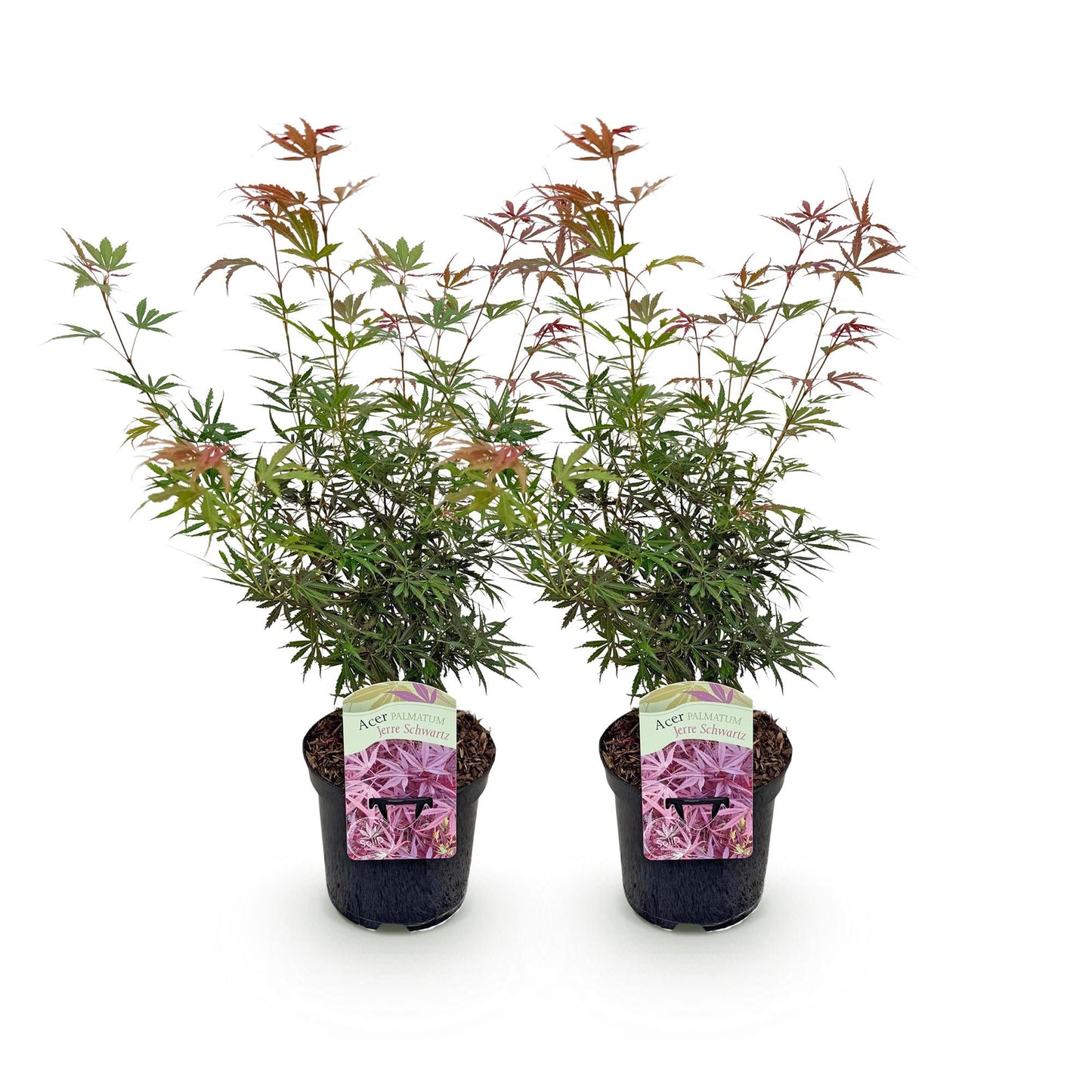 Green boutiQ - Pianta da terrazza - Acero giapponese - Acer palmatum Jerre Swarts - Rosso scuro - 2 piante - Decidua - Vaso 19 cm Altezza 70 cm