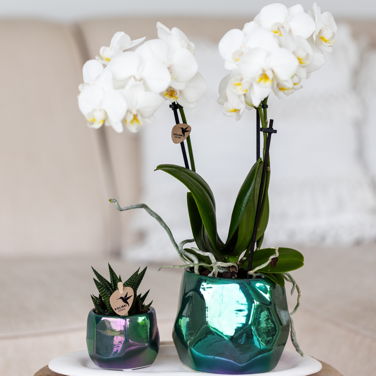 Kolibri Orchids | orchidea Phalaenopsis bianca in vaso Ø9cm | Amabilis | pianta da appartamento fiorita - fresca dal coltivatore