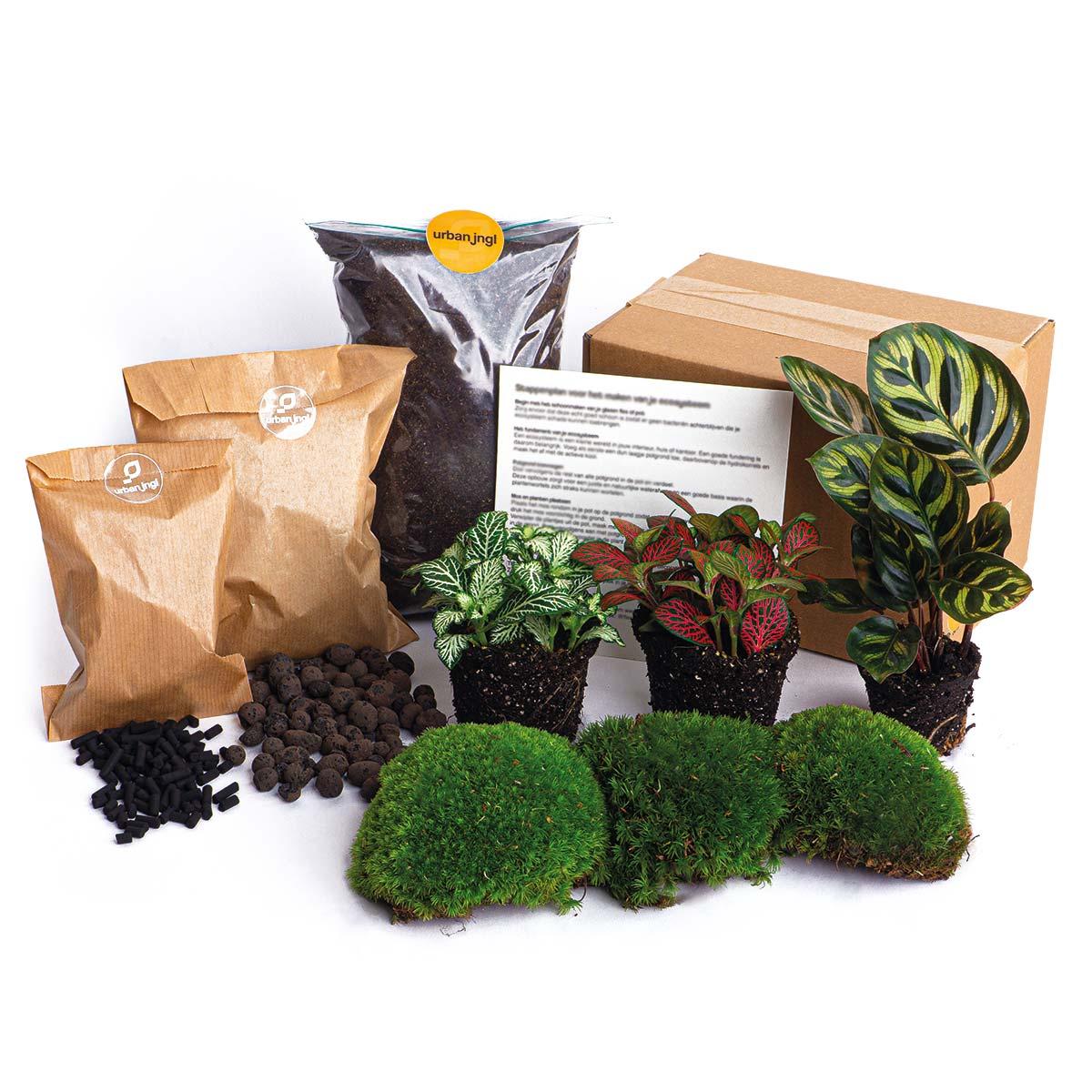 Plant terrarium refill & starter pack - Calathea Makoyana