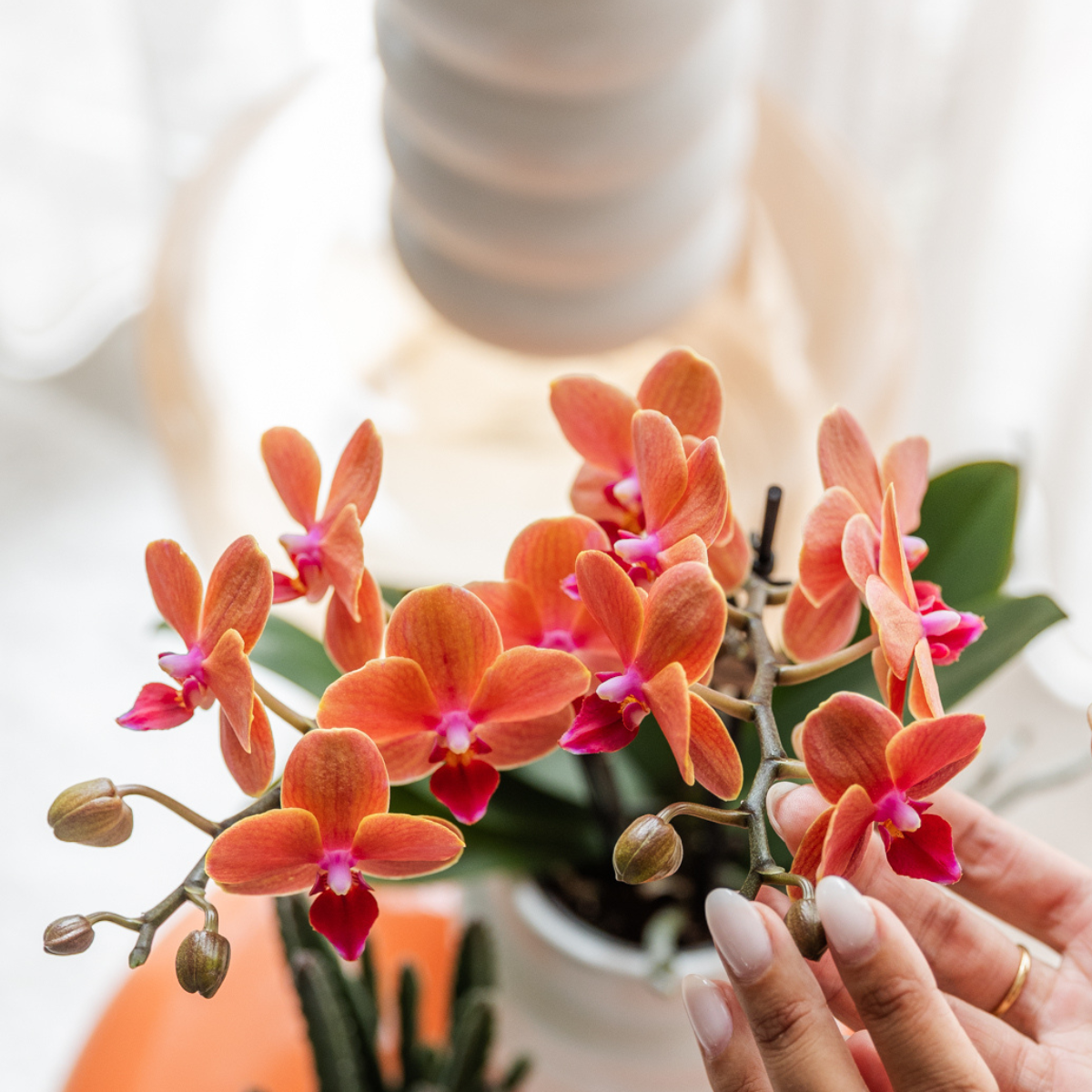 Orchidee colibrì | Vaso decorativo Orchidea arancione Bolzano + Stella Marina - dimensioni vaso Ø9cm | pianta d'appartamento in fiore - fresca dal coltivatore