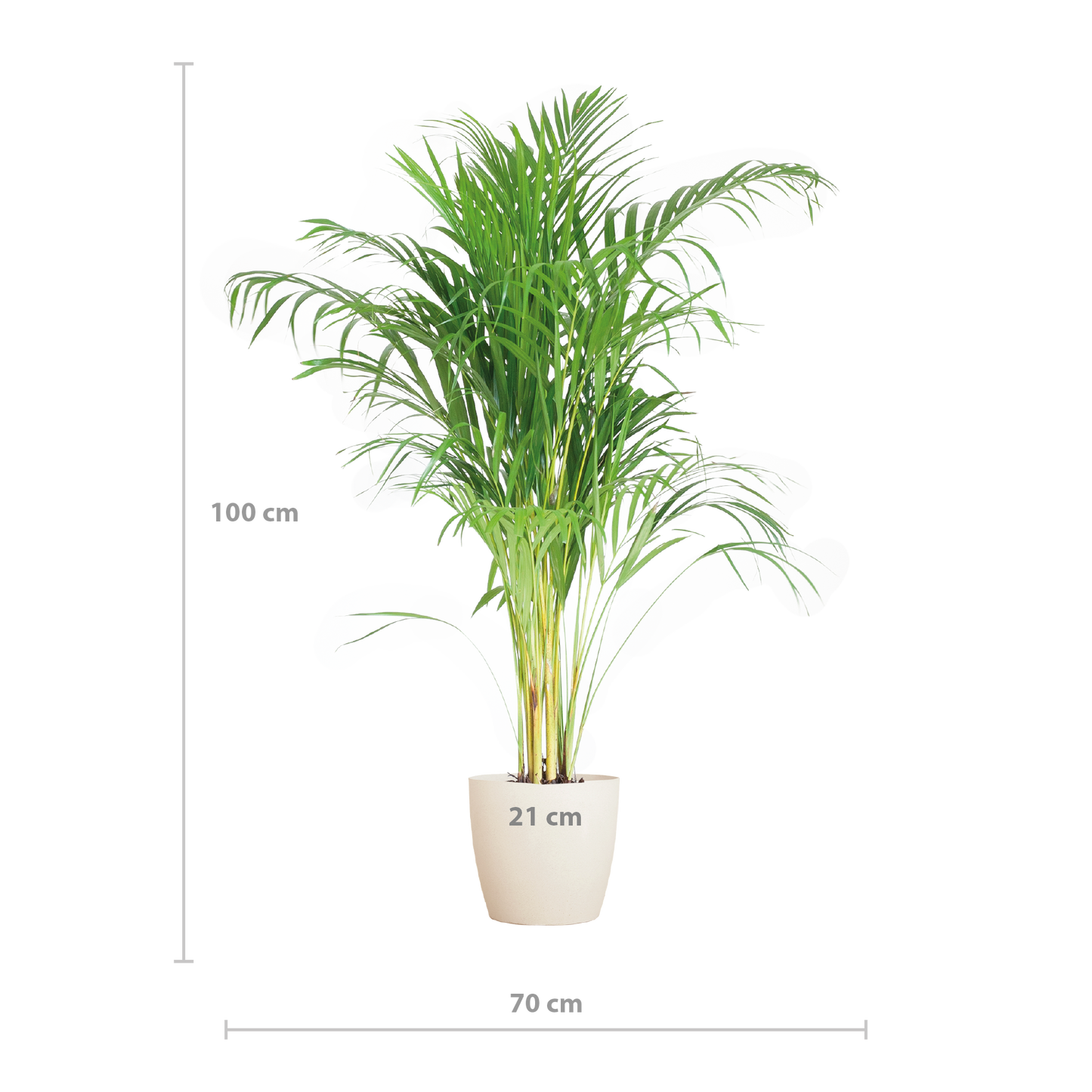 Areca Palm (Dypsis) met Viber wit - 100cm - Ø21