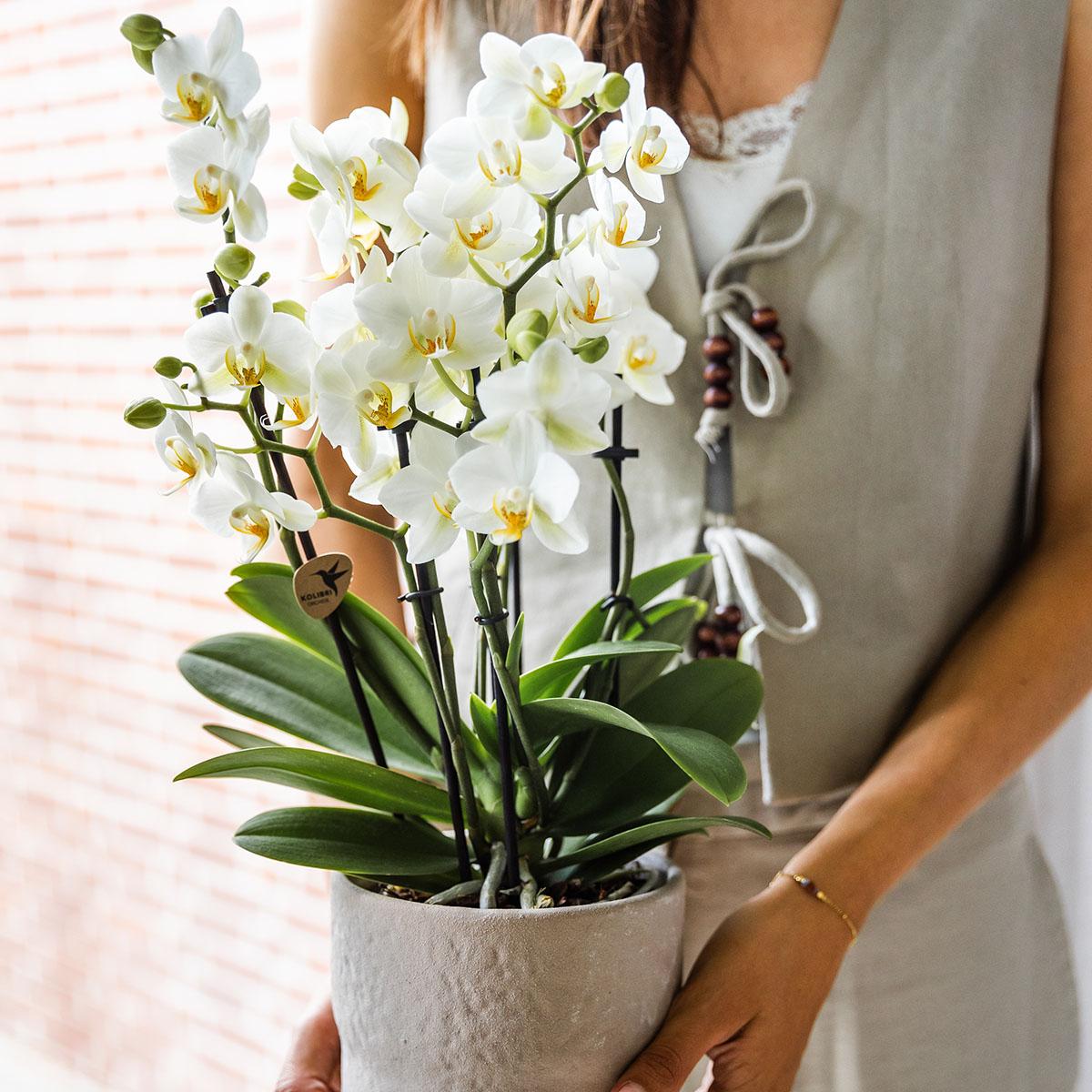 Orchidee colibrì | Orchidea Phalaenopsis bianca - Losanna - dimensioni vaso Ø12cm | pianta d'appartamento in fiore - fresca dal coltivatore