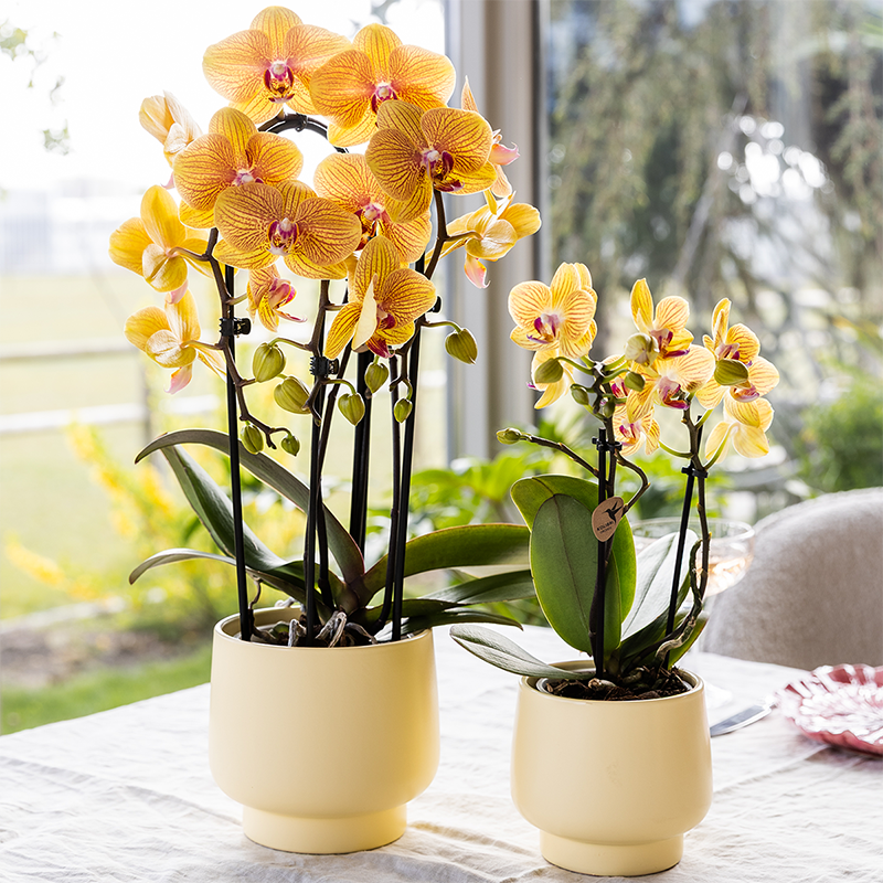 Orchidee colibrì | Orchidea phalaenopsis arancione in vaso Ø12cm | Sunny Bunny | pianta da appartamento fiorita - fresca dal coltivatore