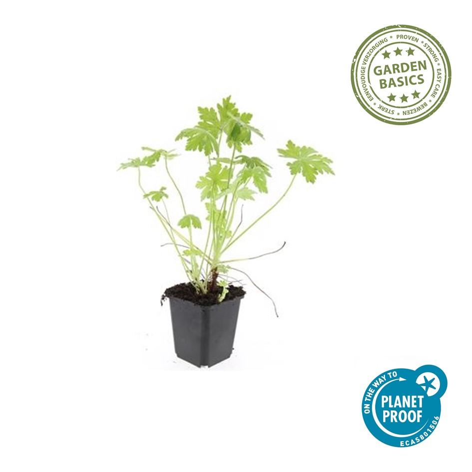 48x Geranium macrorrhizum - ↕10-25cm - Ø9cm