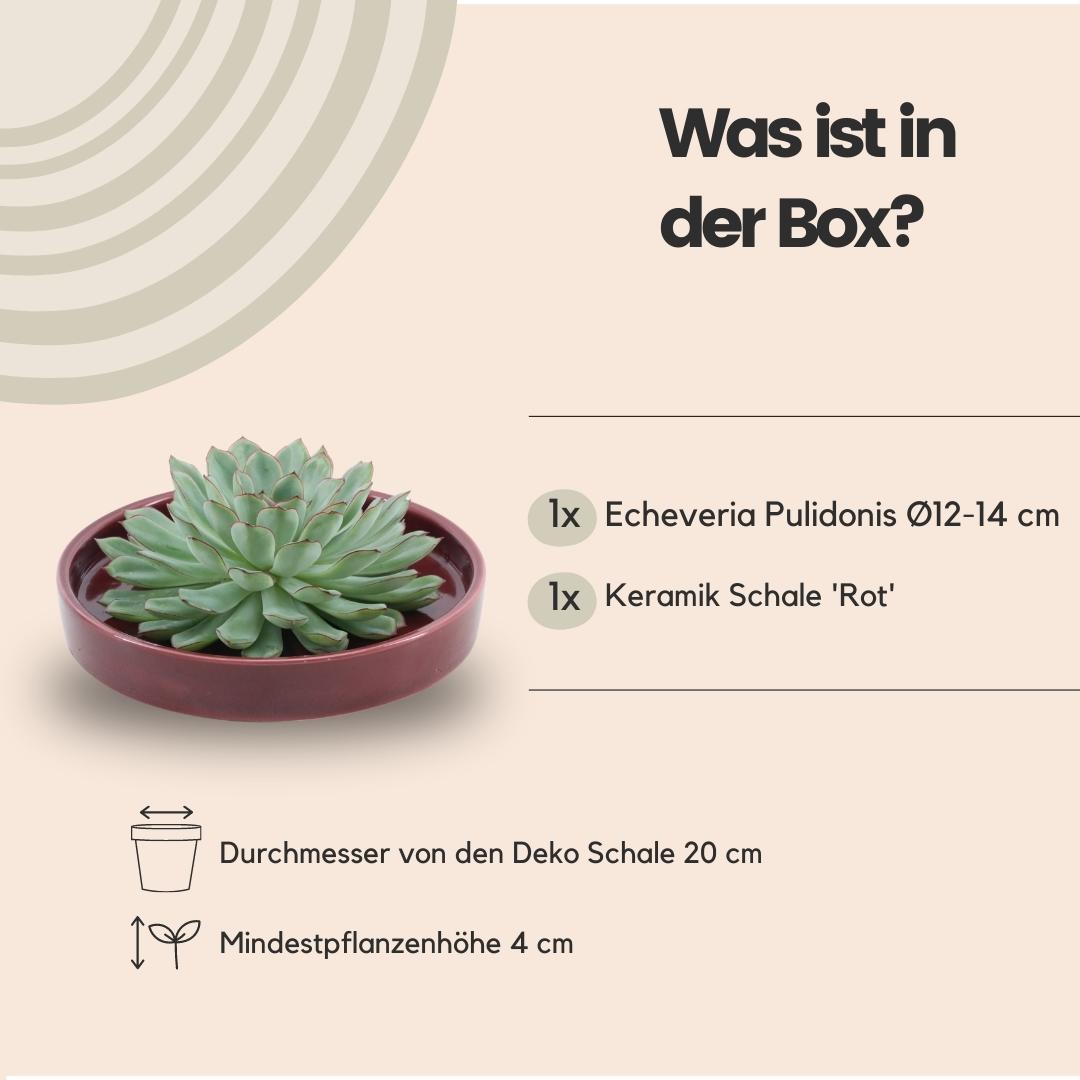SENZA RADICE Succulente Echeveria Pulidonis in ciotola 'rossa' Ø20 cm - ↕5 cm