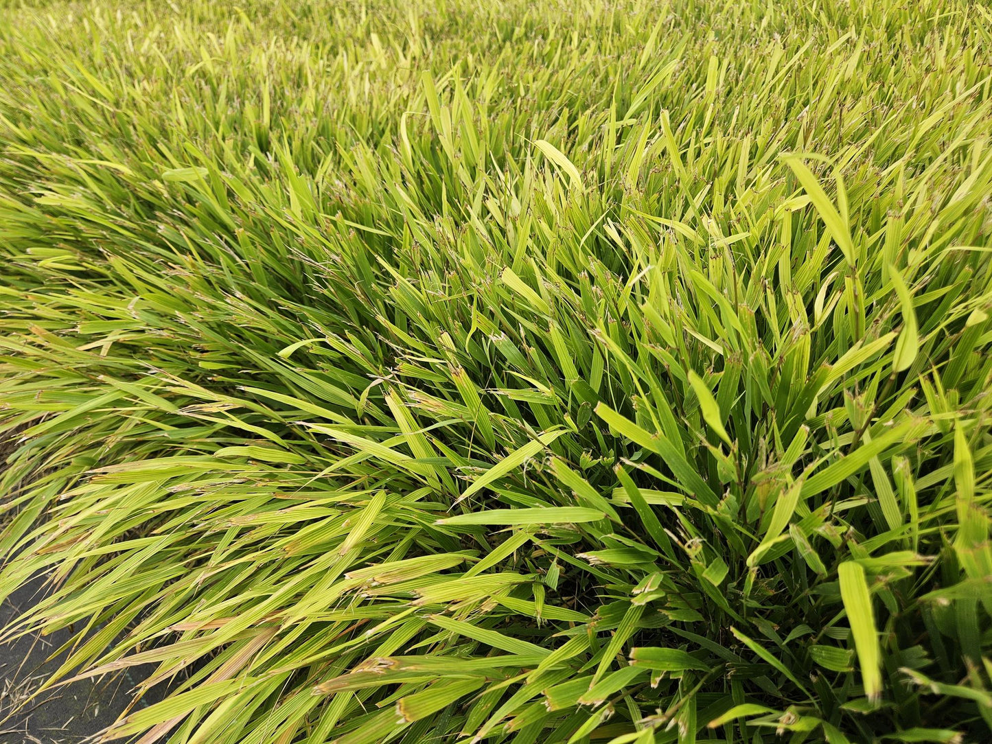 48x Hakonechloa macra - ↕10-25cm - Ø9cm