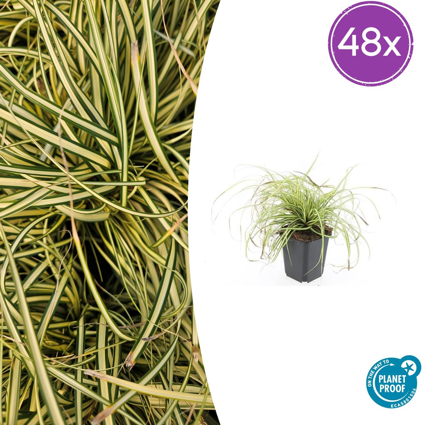 48x Carex oshim. 'Evergold' - ↕10-25cm - Ø9cm