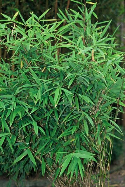 6x Fargesia Rufa Ø13 cm - ↕25 cm Bamboo
