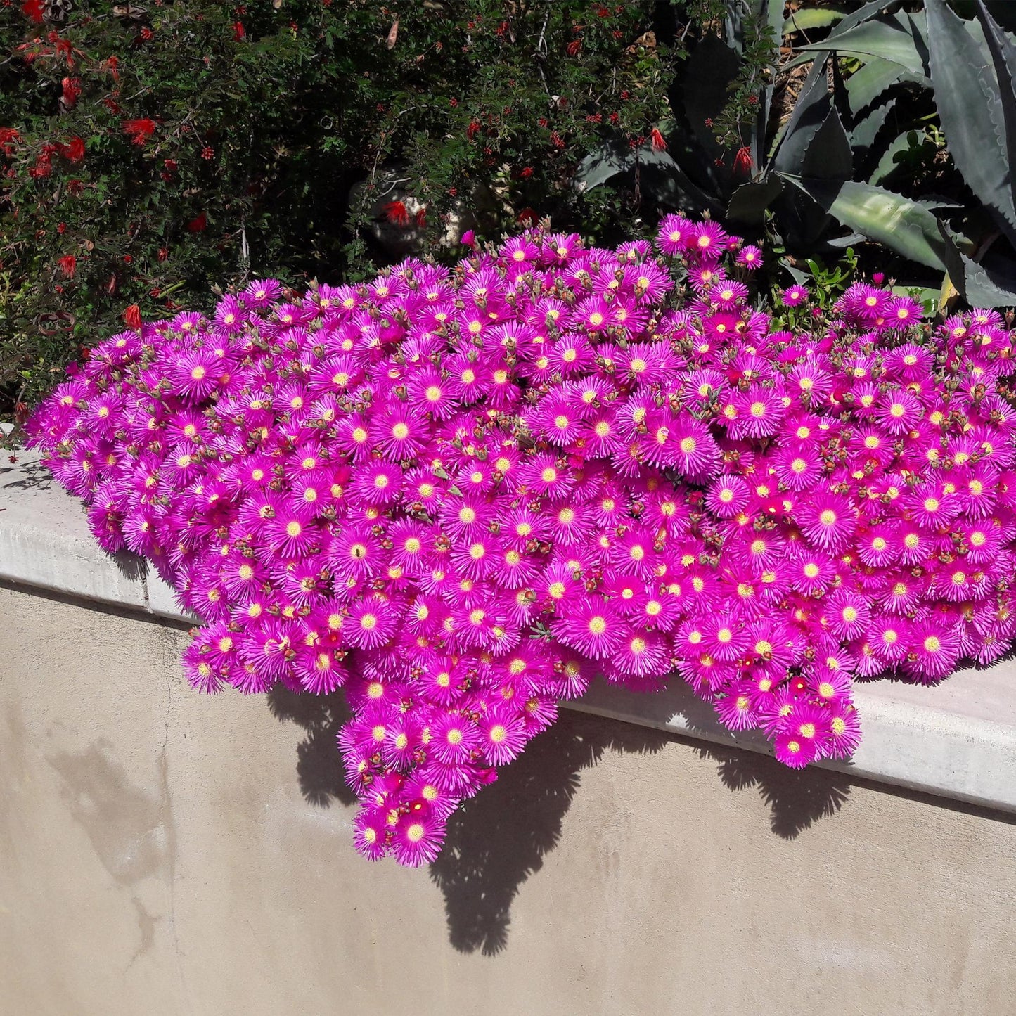 Green boutiQ - Bodembekker - Winterhard - Delosperma - 8 Planten - Kleuren Rood - Geel - Paars - Roze - Weinig Onderhoud - Pot 14 Hoogte 17