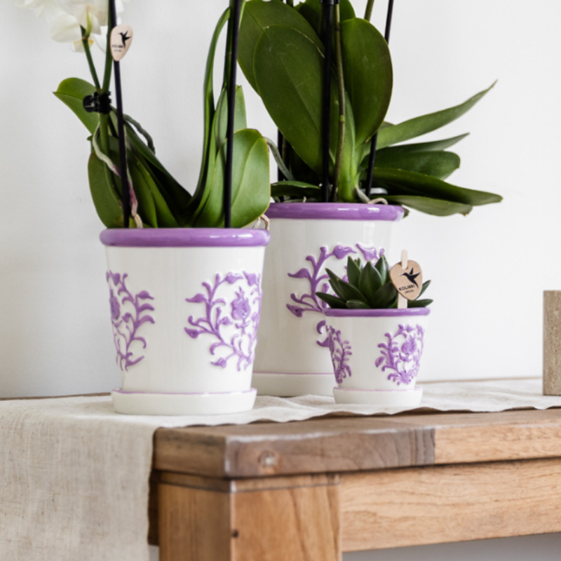 Kolibri Orchids | Orchidea viola Vienna + Malaga vaso decorativo Lila - dimensioni vaso Ø9cm | pianta da appartamento fiorita - fresca dal coltivatore