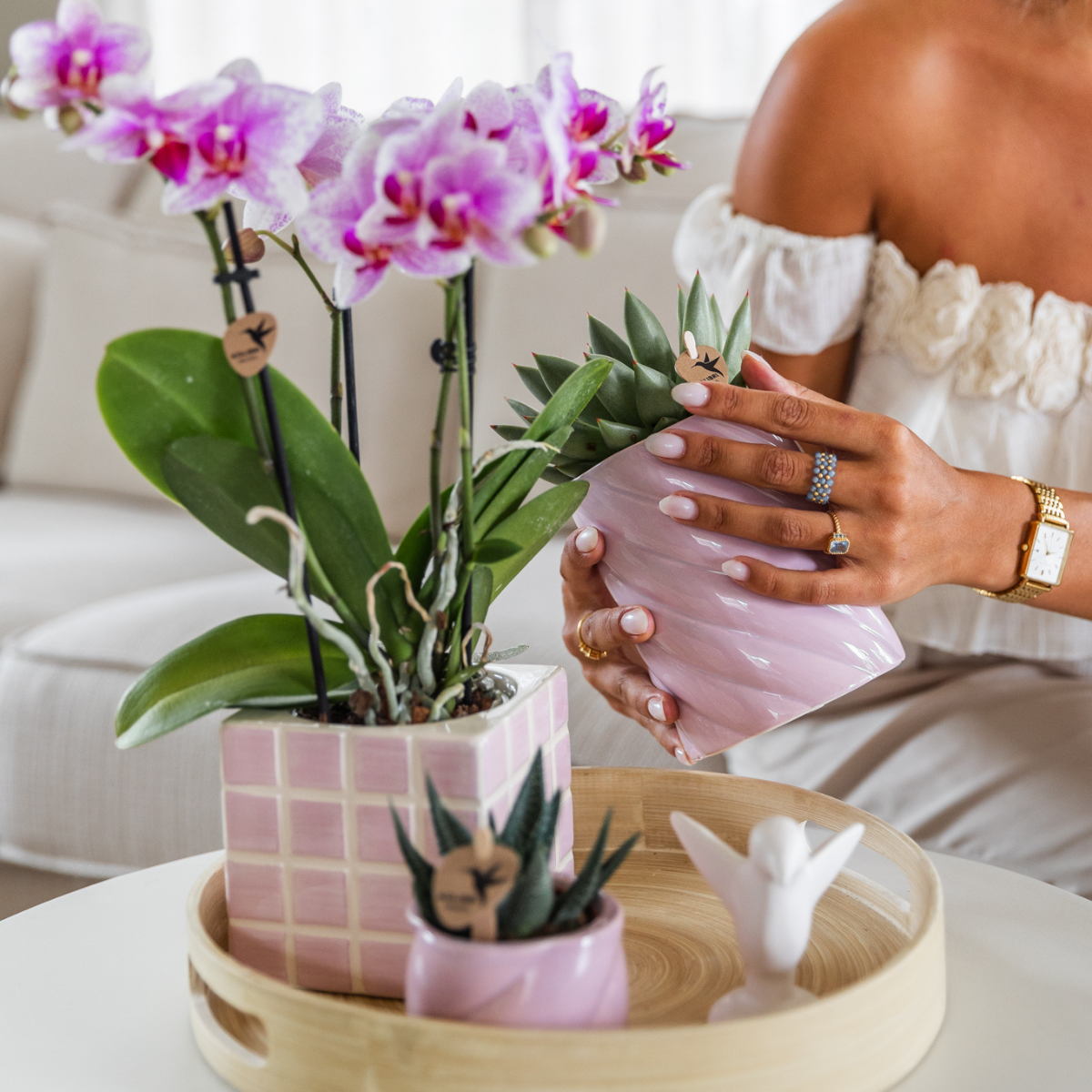 Kolibri Orchids | orchidea Phalaenopsis rosa in vaso Ø9cm | Rotterdam | pianta da appartamento fiorita - fresca dal coltivatore