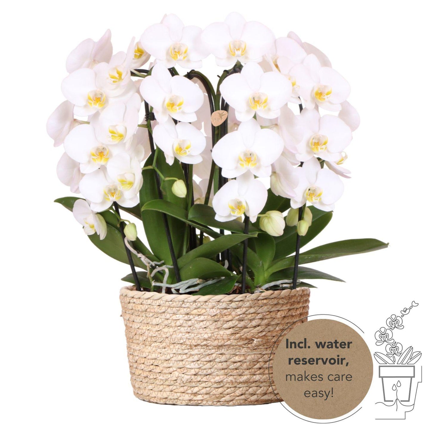 Orchidee colibrì | set di orchidee bianche in cesto di canne con serbatoio dell'acqua | tre orchidee bianche ricurve Niagara Fall 12cm | Mono Bouquet bianco con serbatoio d'acqua autosufficiente