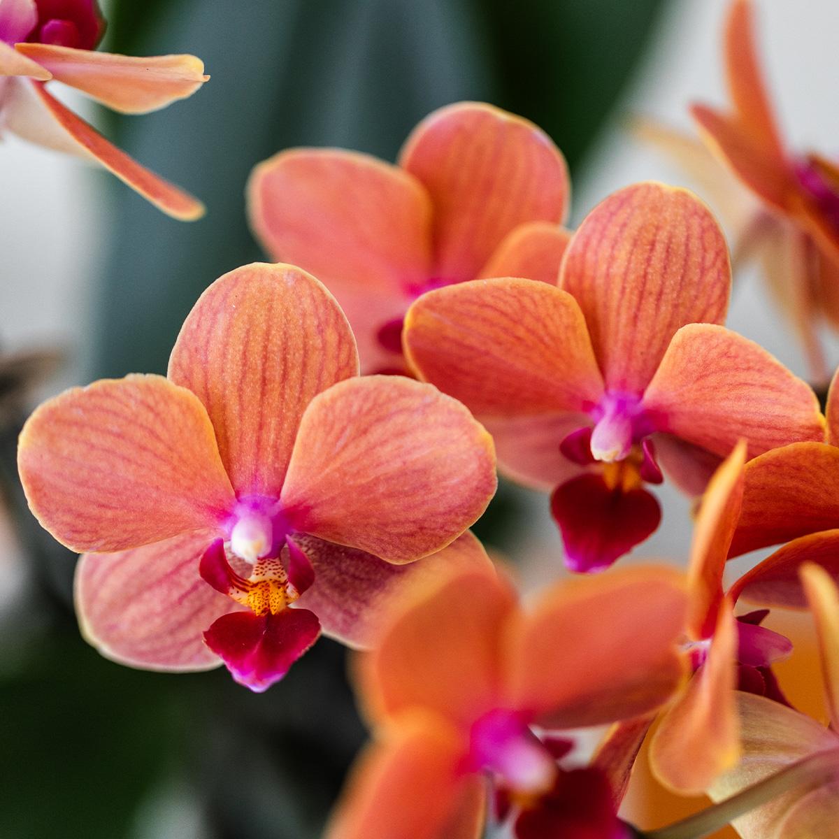Compagnia di colibrì | Set regalo Natura selvaggia | Set di piante con orchidea Phalaenopsis rossa e piante grasse, incl. vasi decorativi in ceramica