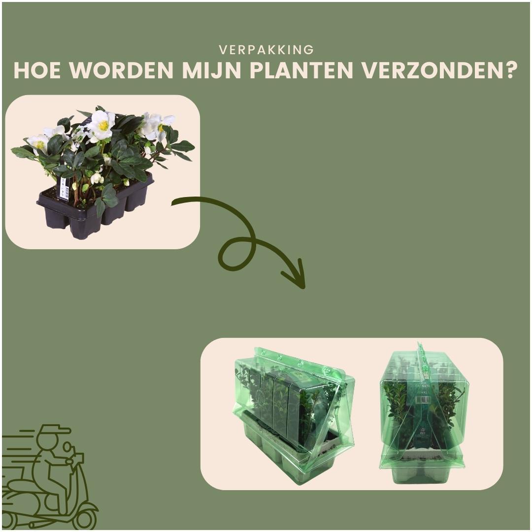 Set di 48 piante di rose di Natale | 48 Helleborus niger 'Christmas Carol' | 7 cm Ø | 20 cm ↕