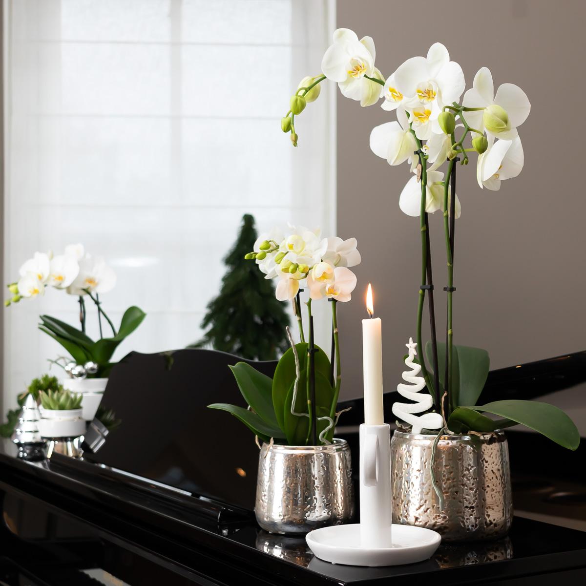 Orchidee colibrì | orchidea Phalaenopsis bianca – Amabilis + vaso decorativo di lusso argento – dimensioni vaso Ø9cm – altezza 40cm | pianta d'appartamento fiorita in vaso di fiori - fresca dal coltivatore