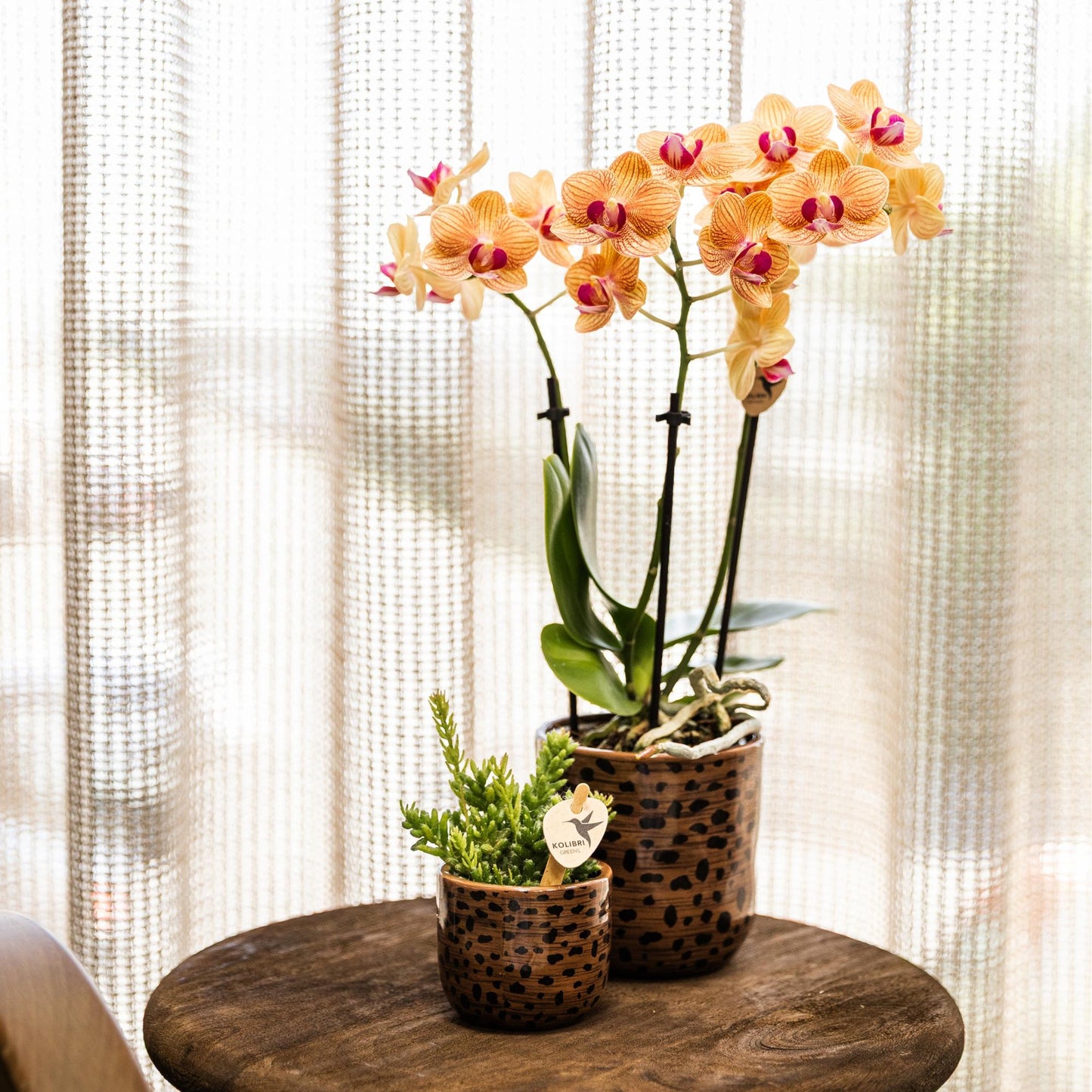 Kolibri Orchids | Orchidea Phalaenopsis arancione, dimensioni vaso Ø9cm | Giamaica | pianta da appartamento fiorita - fresca dal coltivatore