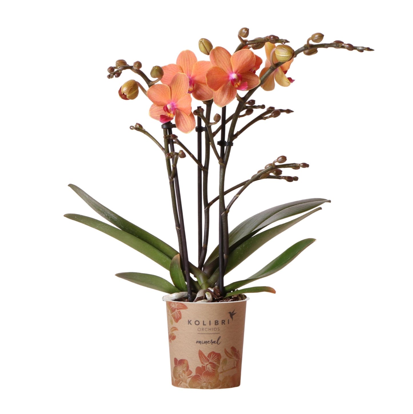 Orchidee colibrì | Orchidea Phalaenopsis arancione - Mineral Bolzano - vaso Ø9cm | pianta d'appartamento in fiore - fresca dal coltivatore