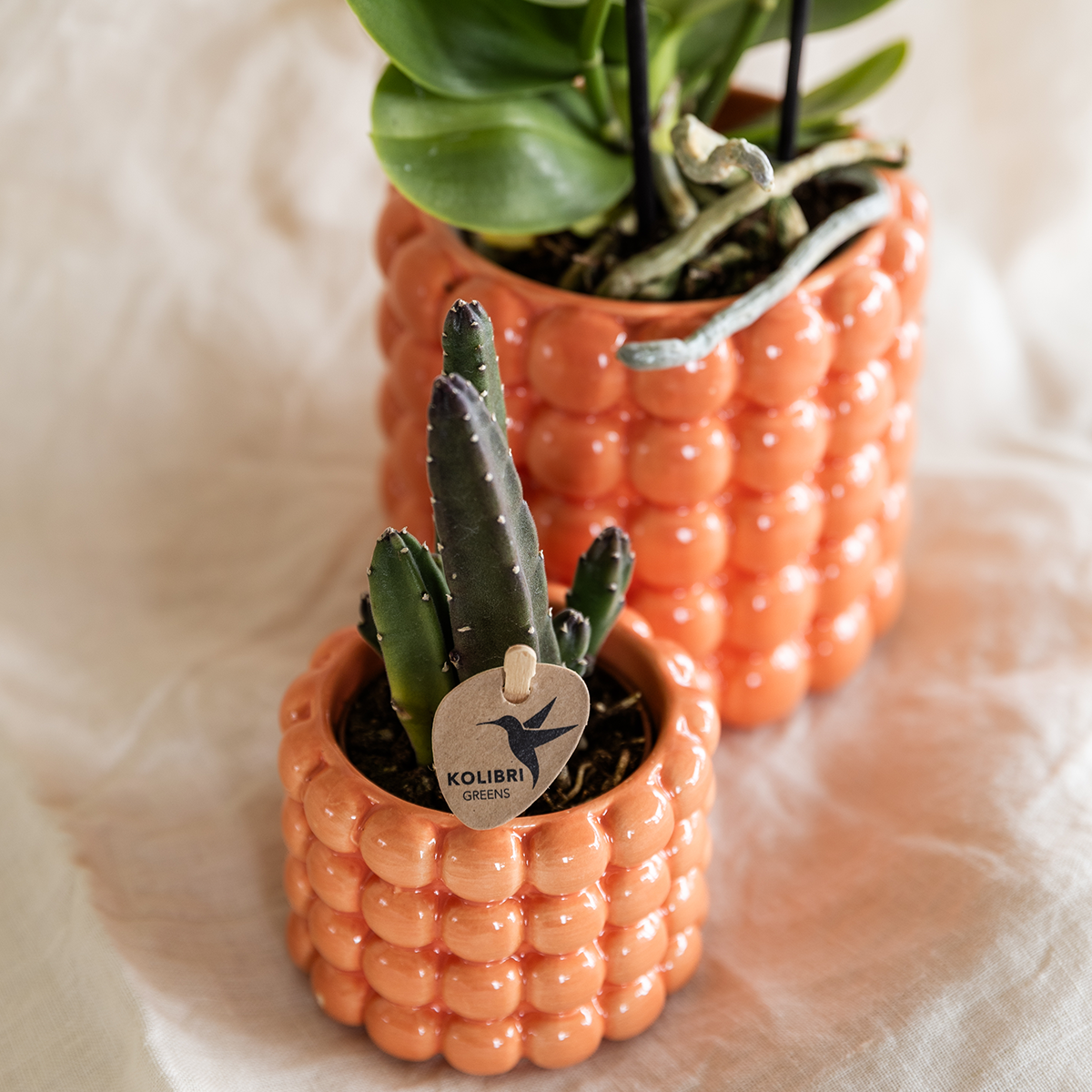 Kolibri Company | Set di piante di papavero arancione | Orchidea Phalaenopsis arancione Giamaica e succulenta, inclusi vasi decorativi in ceramica