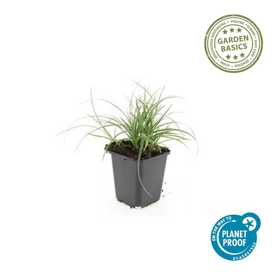 24x Luzula nivea - ↕10-25cm - Ø9cm