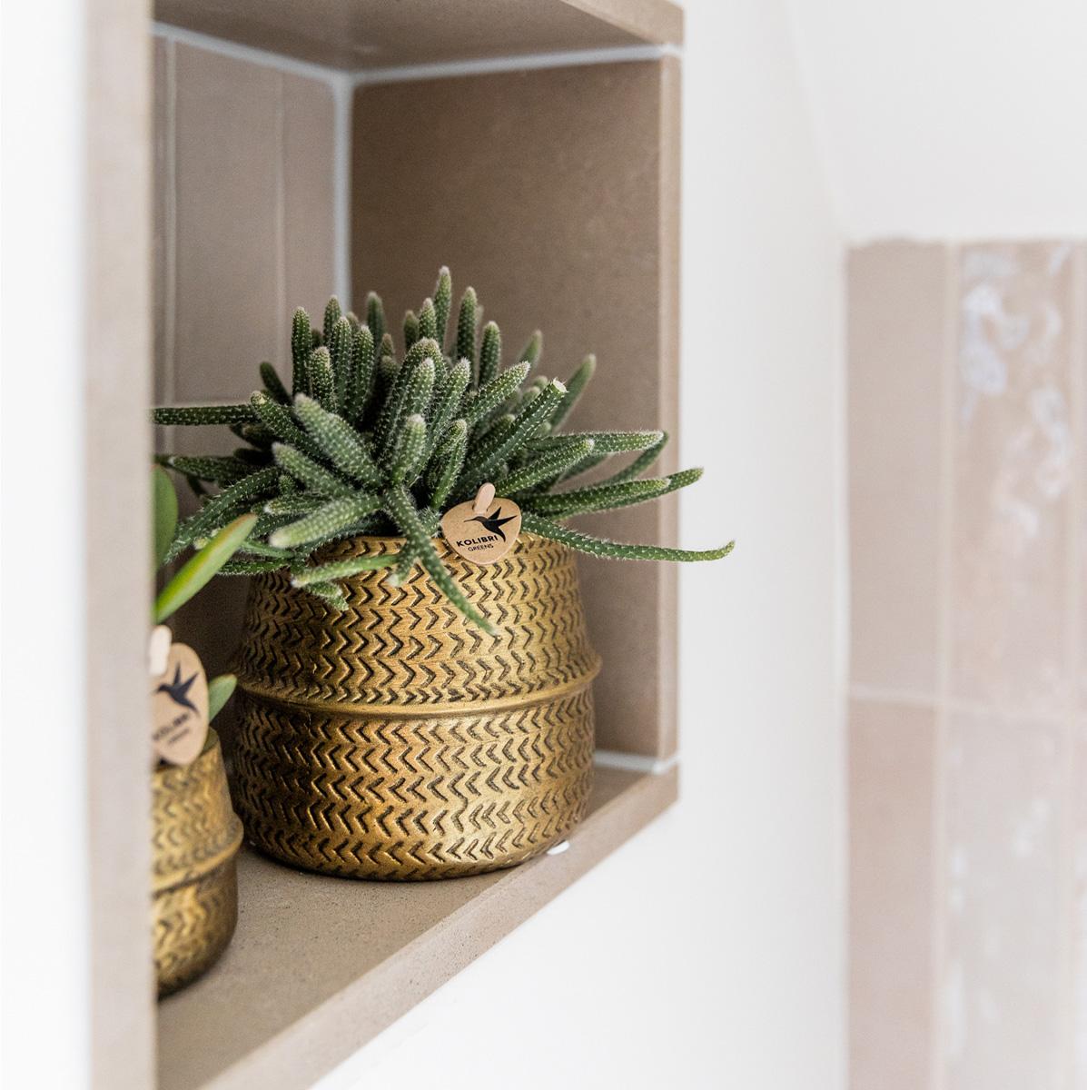 Kolibri Company - Set di piante Groove gold | Set con orchidea Phalaenopsis bianca Amabilis Ø9cm e pianta verde Succulente Aloe Brevifolia Ø6cm | incl. vasi decorativi in ceramica dorata