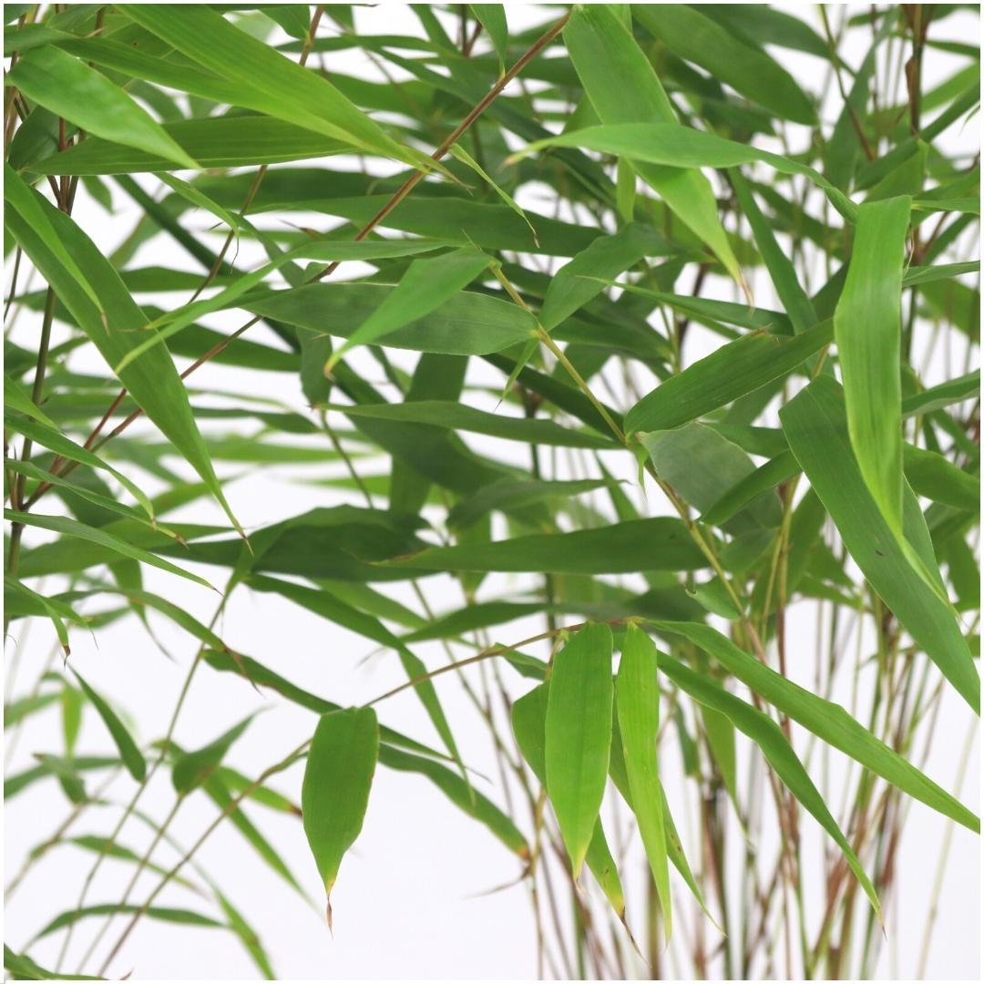 6x Fargesia Rufa Ø13 cm - ↕25 cm Bamboo