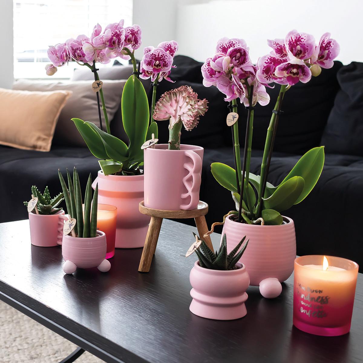 Orchidee colibrì | OFFERTA COMBI di 2 orchidee phalaenopsis rosa viola - El Salvador - vaso Ø9cm | pianta d'appartamento in fiore - fresca dal coltivatore