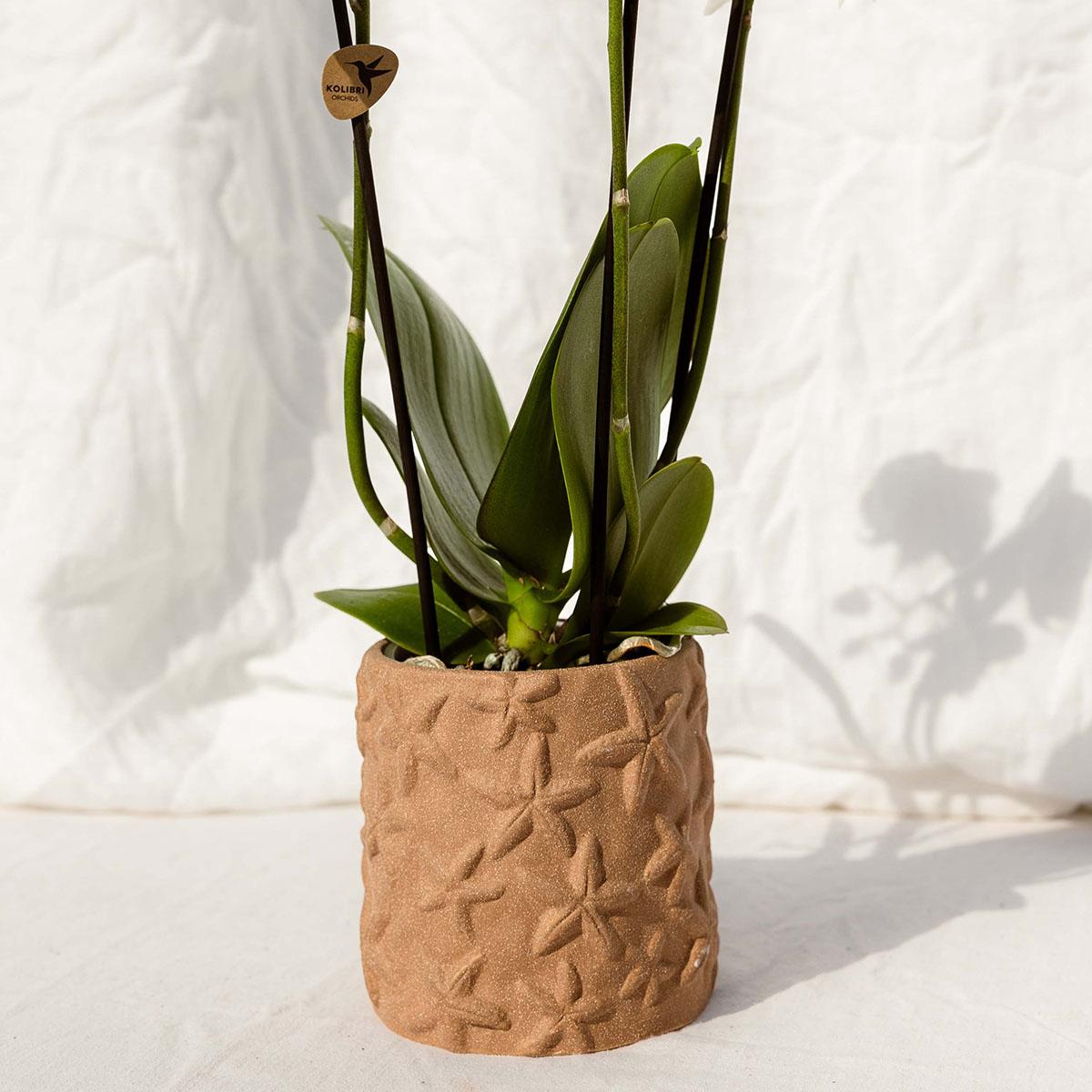 Kolibri Orchidee | Set di orchidee Bolzano e succulente in vasi decorativi in ceramica - dimensioni del vaso Ø9cm e Ø6cm | pianta da appartamento fiorita - fresca dal coltivatore