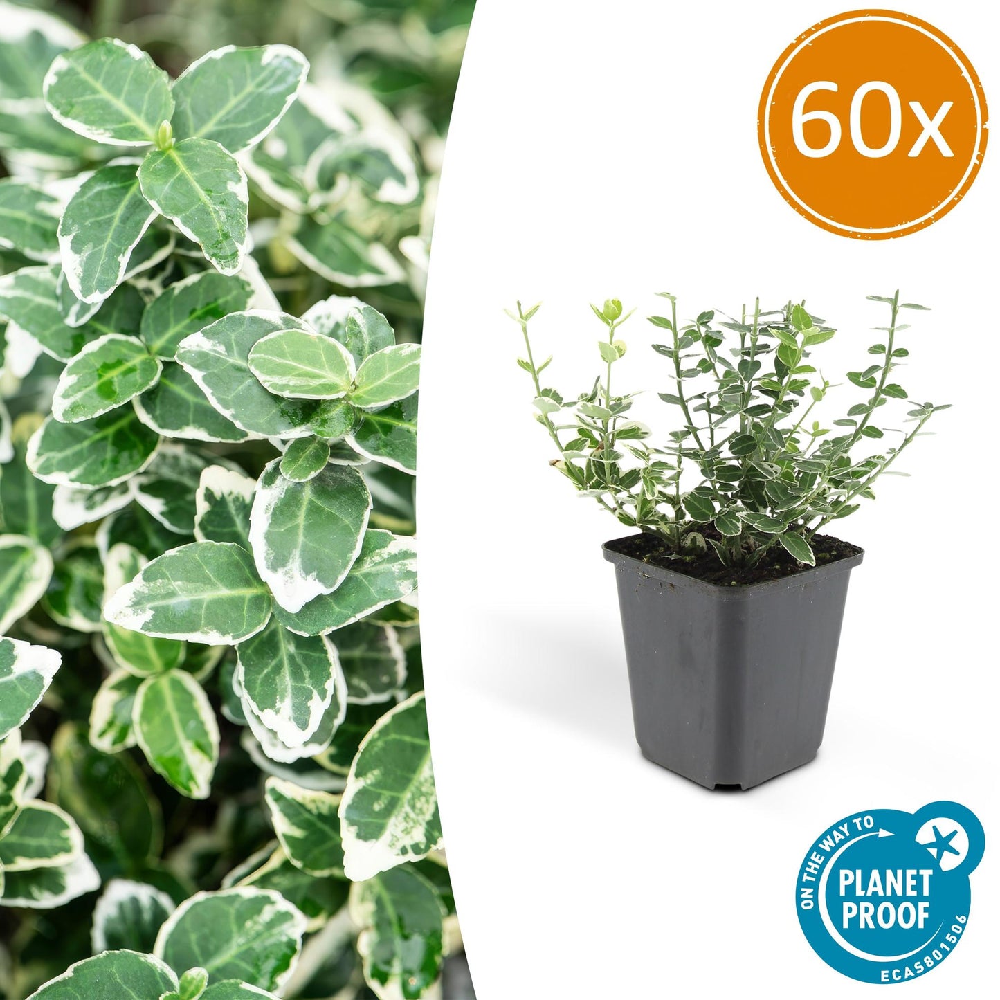 60x Euonymus forte. 'Emerald Gaiety' - ↕10-25cm - Ø9cm