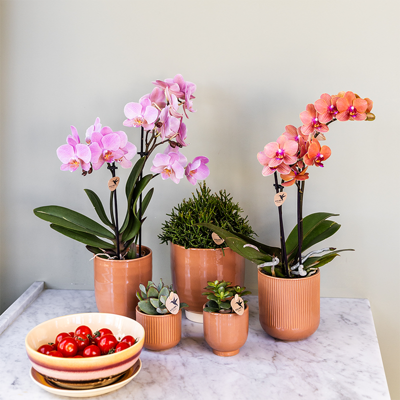 Kolibri Orchids | COMBI DEAL van 4 Phalaenopsis orchideeën - Treviso - potmaat Ø9cm | bloeiende kamerplant - vers van de kweker