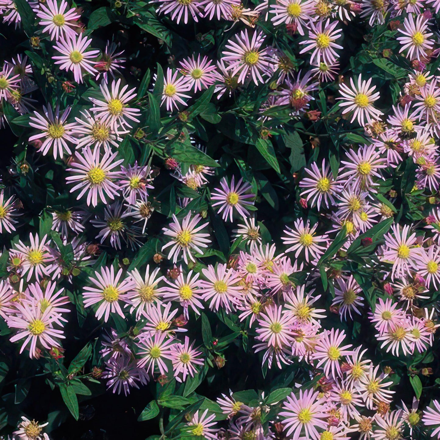 48x Aster ageratides 'Asran' - ↕10-25cm - Ø9cm