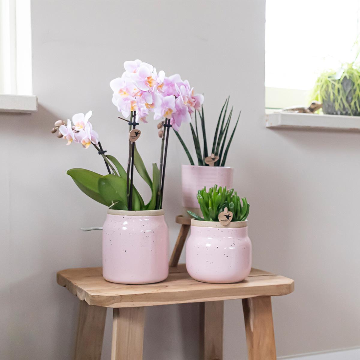 Orchidee Kolibri - Mix di scatole a sorpresa - scatola sconto per piante - scatola a sorpresa con 4 diverse orchidee - fresche dal coltivatore