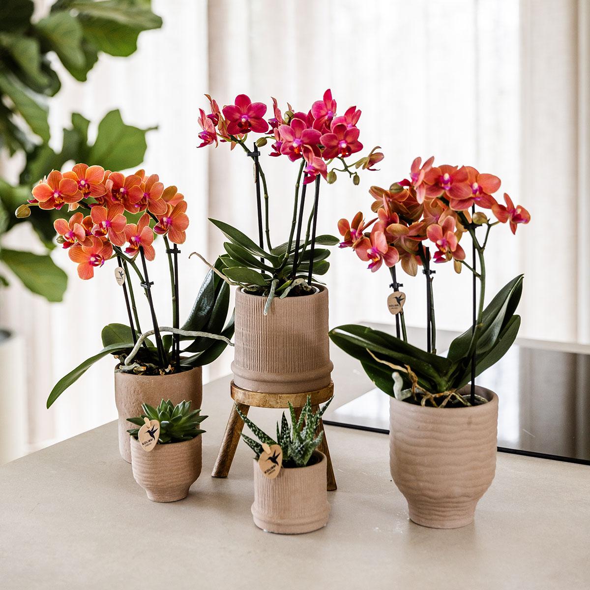 Orchidee colibrì | Orchidea rossa Congo + Bali vaso decorativo sabbia - dimensioni vaso Ø9cm | pianta d'appartamento in fiore - fresca dal coltivatore