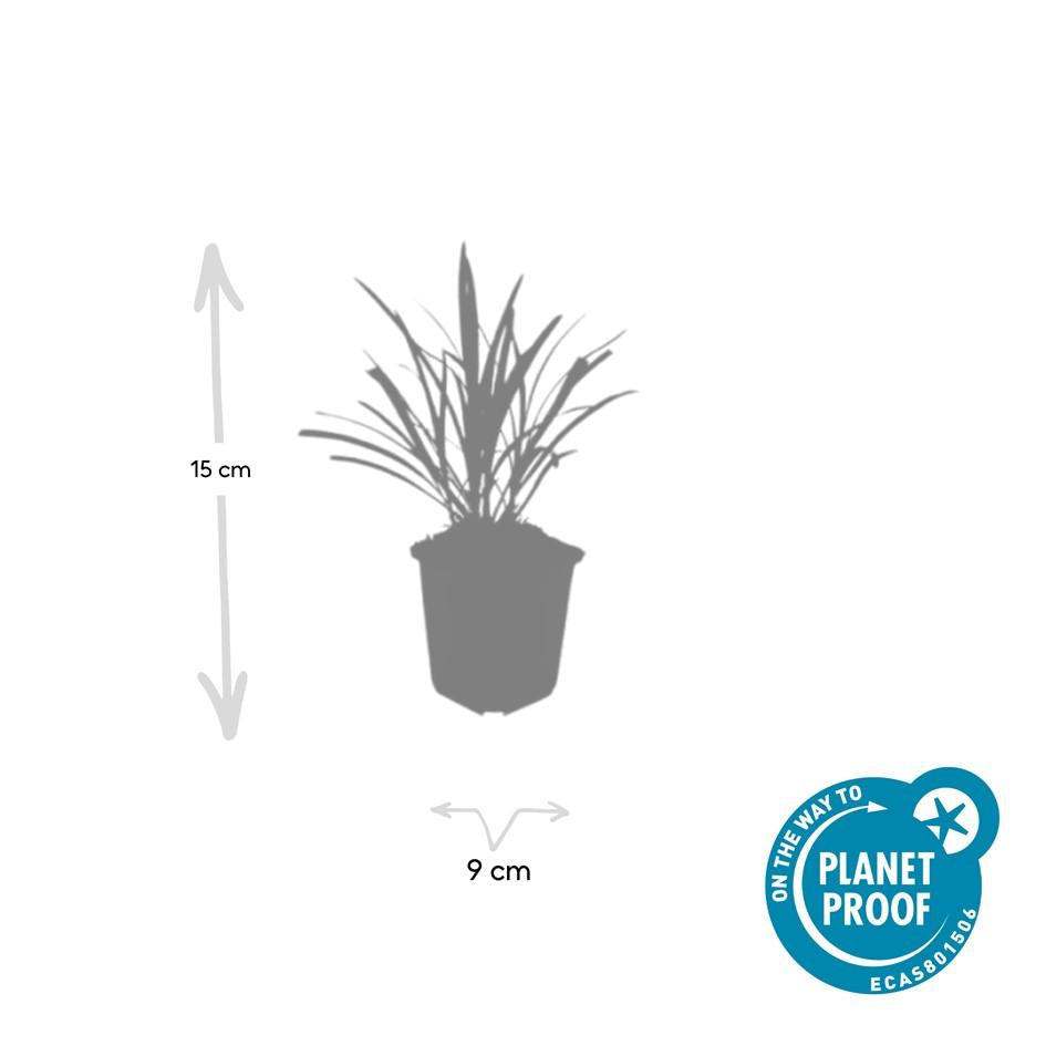 48x Liriope muscari 'Ingwersen' - ↕10-25cm - Ø9cm