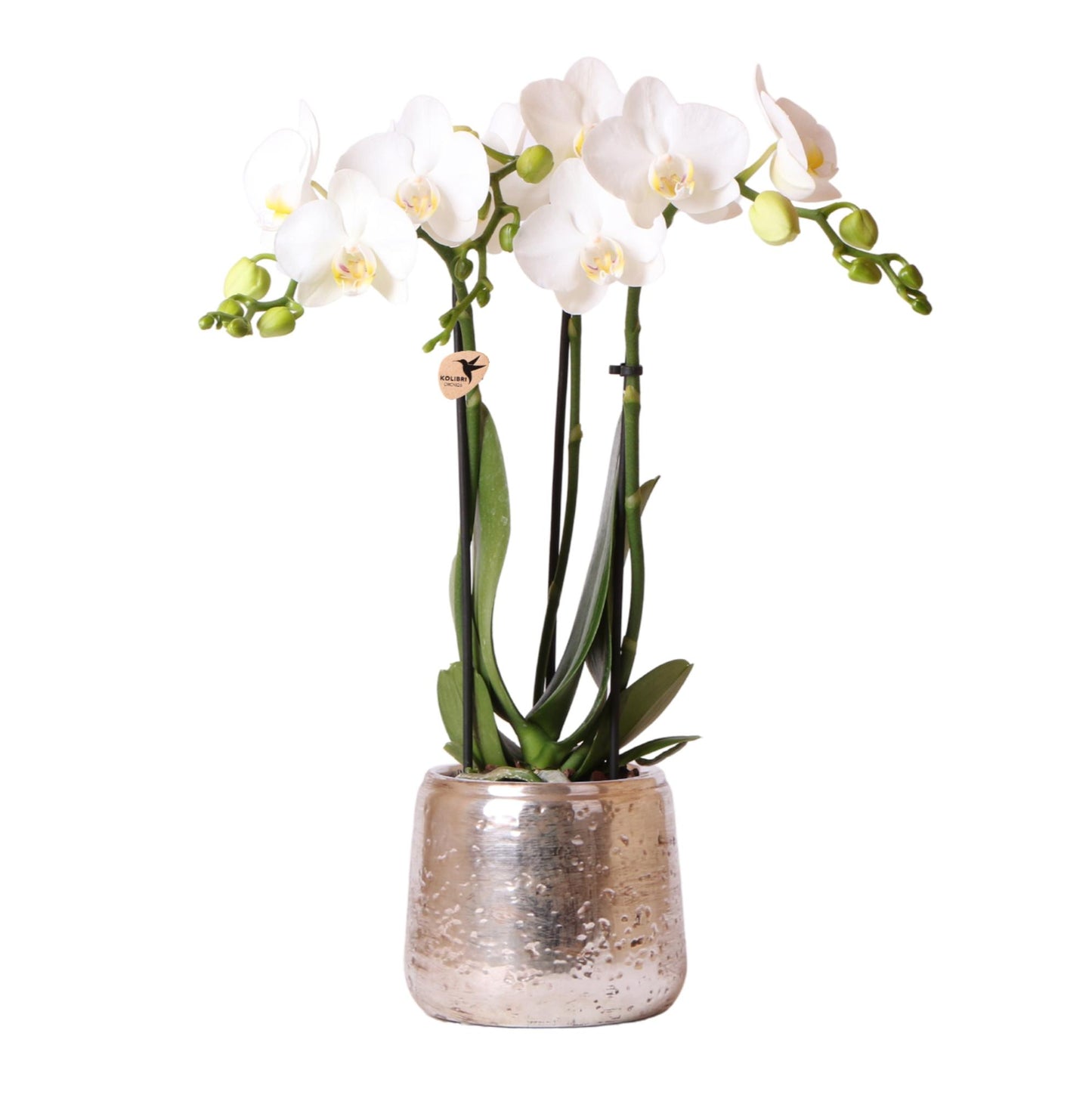 Orchidee colibrì | orchidea Phalaenopsis bianca – Amabilis + vaso decorativo di lusso argento – dimensioni vaso Ø9cm – altezza 40cm | pianta d'appartamento fiorita in vaso di fiori - fresca dal coltivatore