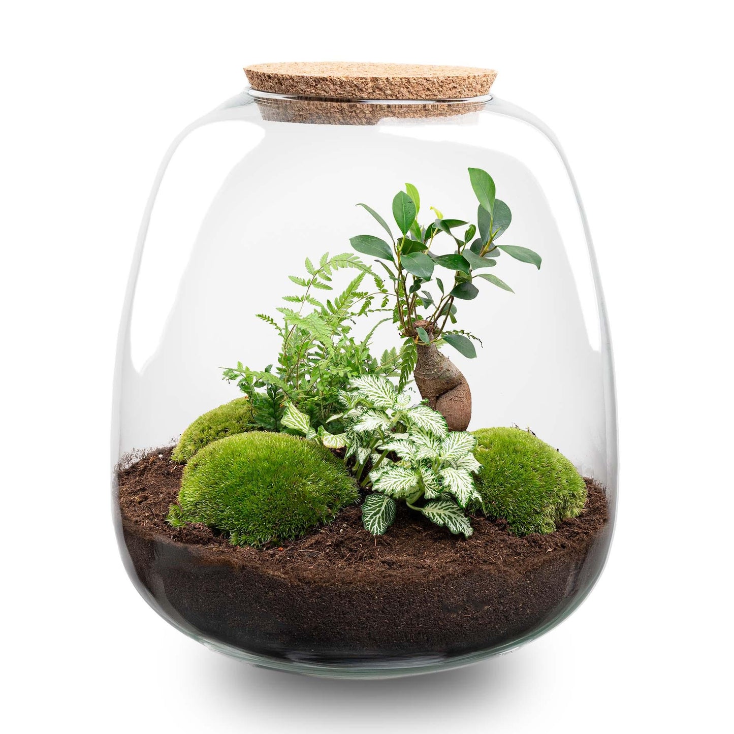 Terrario per piante - Emma - Kit fai da te - ↑ 25 cm - Ø 23 cm - Bonsai Bianco + LED