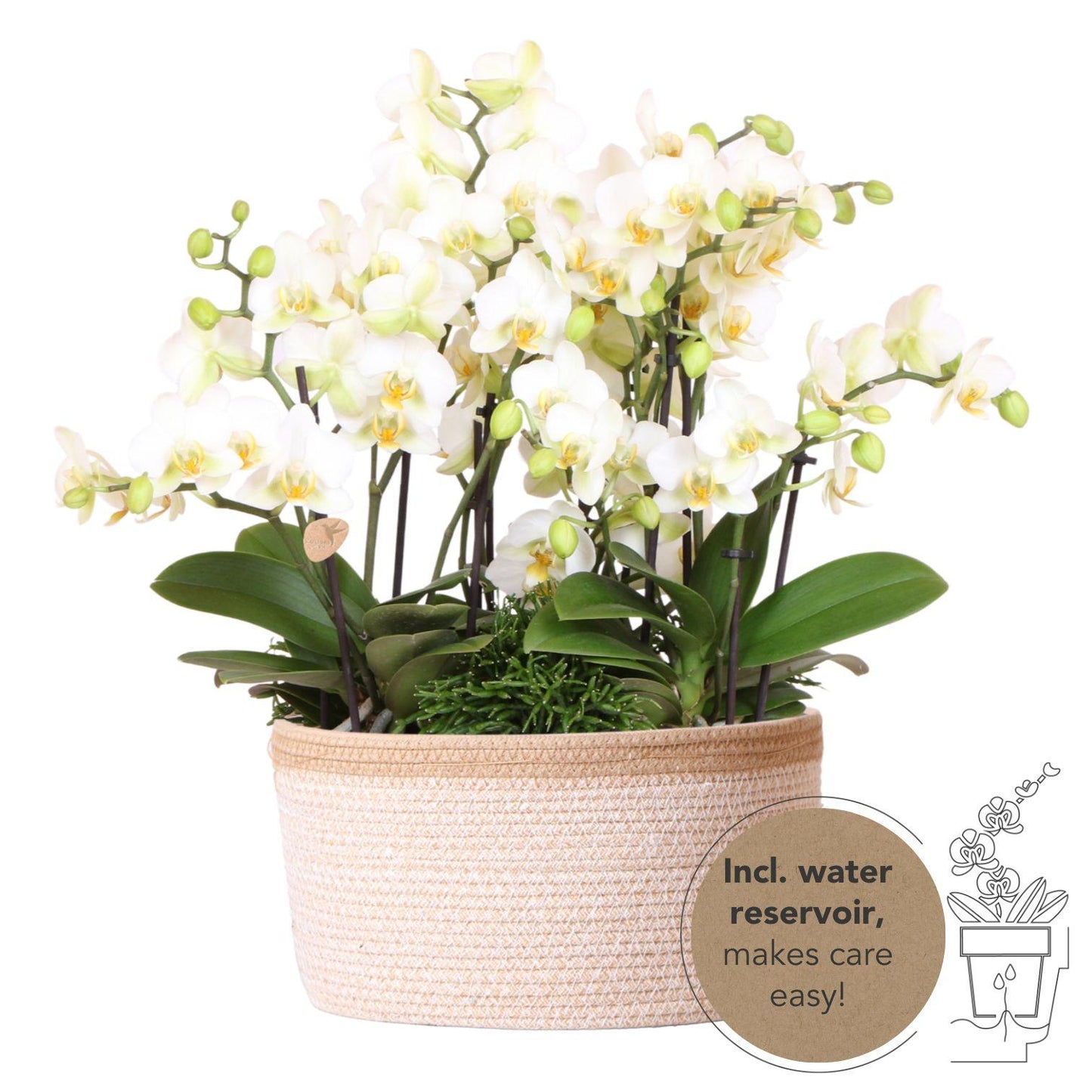 Orchidee colibrì | set di piante bianche in cestino di cotone incl tre orchidee bianche Losanna 9 cm e tre piante verdi | Jungle Bouquet bianco con riserva d'acqua autosufficiente