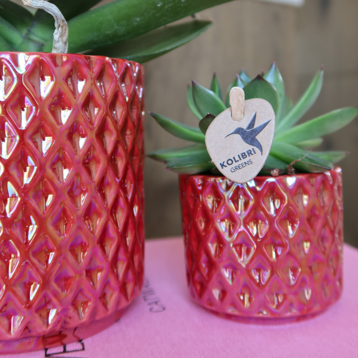 Orchidee Hummingbird | orchidea phalaenopsis rossa Congo + Diamond Pearl Pot rossa - dimensioni del vaso Ø9cm | pianta da appartamento fiorita - fresca dal coltivatore