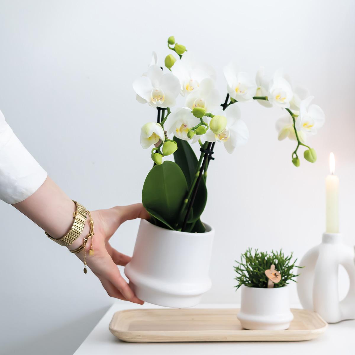 Orchidee colibrì | OFFERTA COMBI di 2 orchidee Phalaenopsis bianche - Amabilis - vaso Ø9cm | pianta d'appartamento in fiore - fresca dal coltivatore