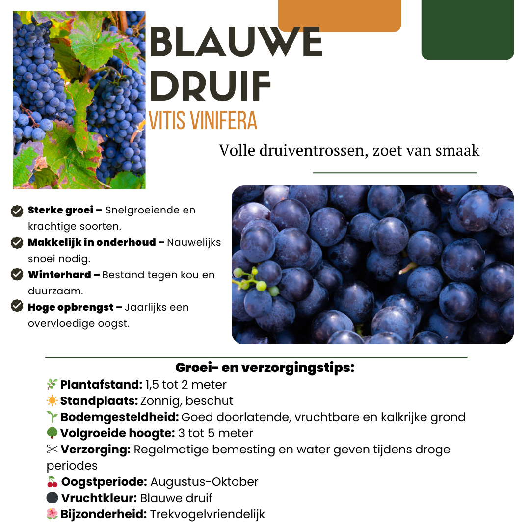 "Oasi della frutta" Set di piante da frutto BIO di 5 tipi diversi