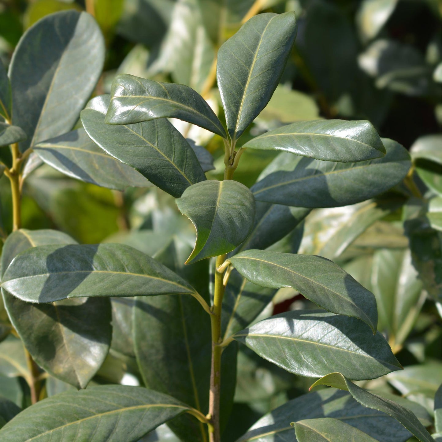 Green boutiQ - Piante da siepe - Prunus laurocerasus Rotundifolia - foglia verde - 8 piante - 1 metro lineare - sempreverde - vaso 9 cm altezza 30-35 cm