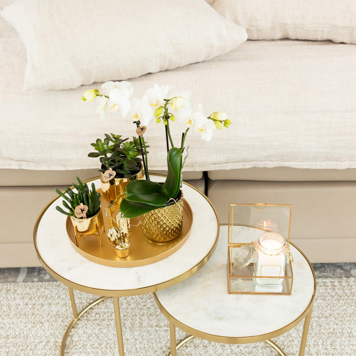 Kolibri Orchids | orchidea Phalaenopsis bianca – Amabilis + vaso decorativo Diamond color oro – dimensioni del vaso Ø9cm | pianta da appartamento fiorita in vaso - fresca dal coltivatore
