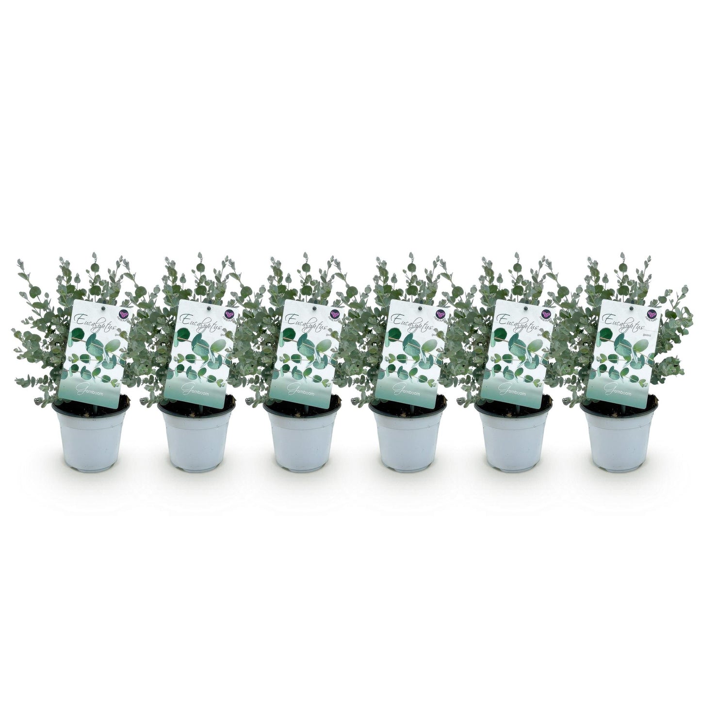 Green boutiQ - Terrasplant - Eucalyptus boom - Eucalyptus gunni - Grijs - 6 Planten - Winterhard - Pot 14cm Hoogte 30cm