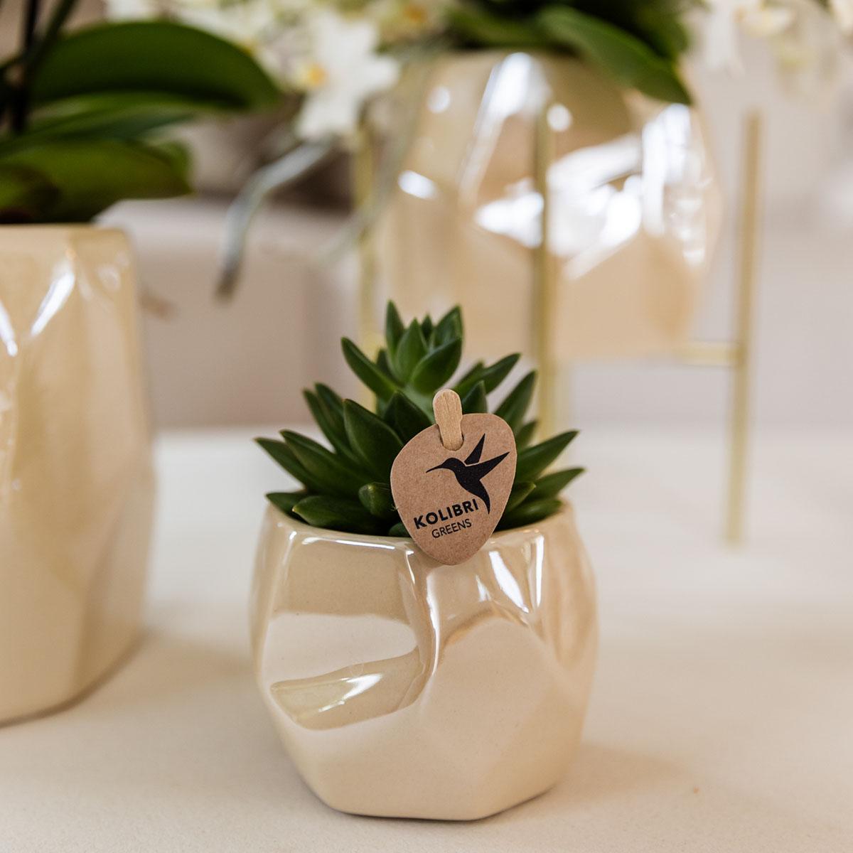 Azienda Kolibri | Set di piante + vasi decorativi per la decorazione della tavola e della cena - dimensioni del vaso Ø9cm e Ø6cm | piante da appartamento fiorite - fresche dal coltivatore