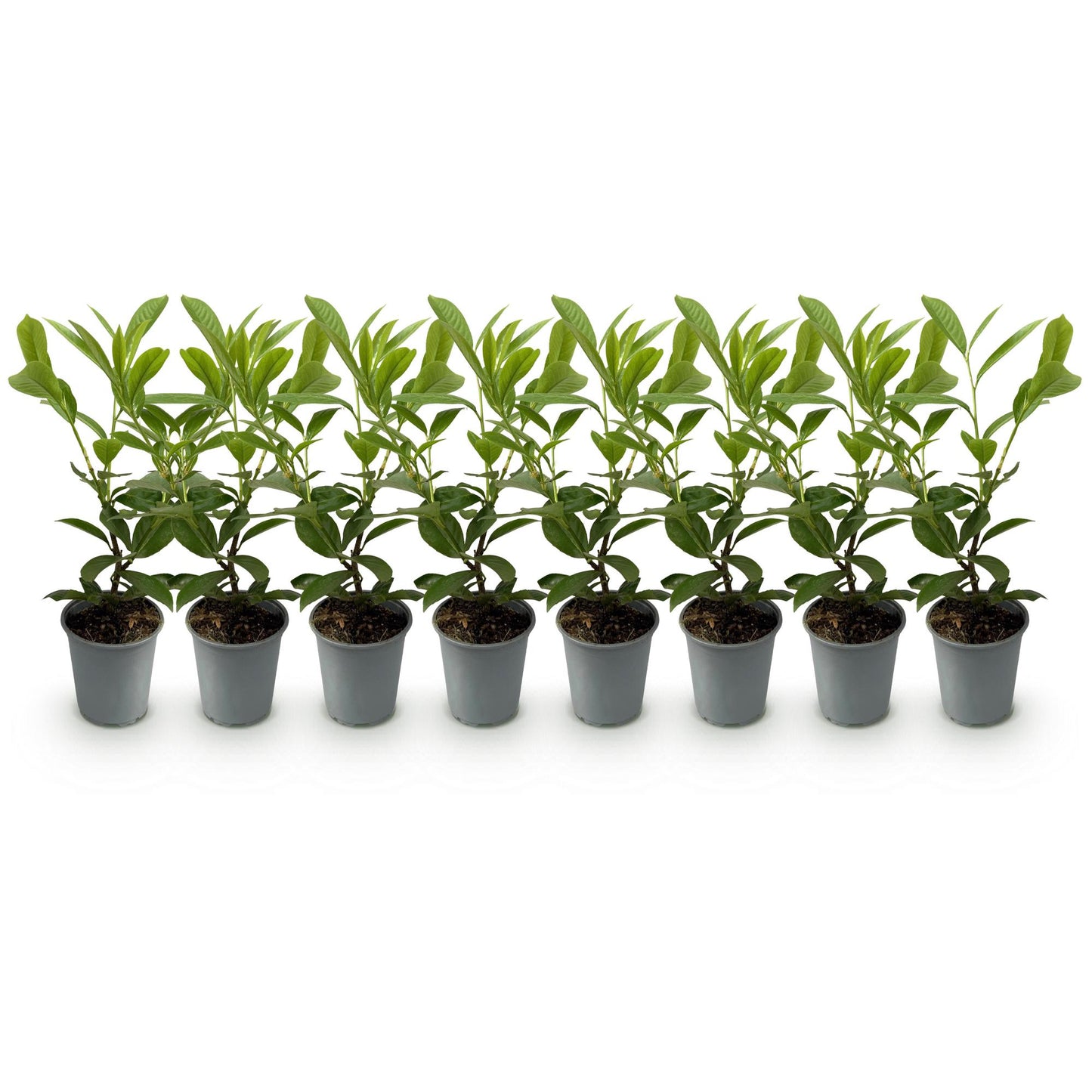 Green boutiQ - Piante da siepe - Prunus laurocerasus Rotundifolia - foglia verde - 8 piante - 1 metro lineare - sempreverde - vaso 9 cm altezza 30-35 cm
